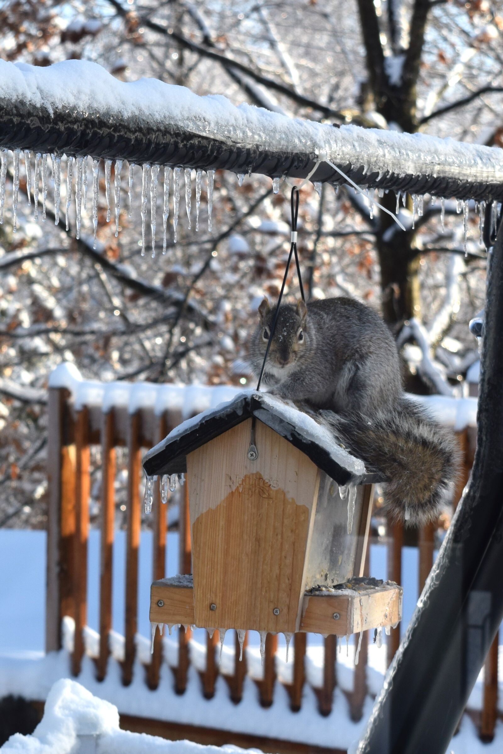 Nikon D3300 sample photo. Grey squirrel, bird house photography