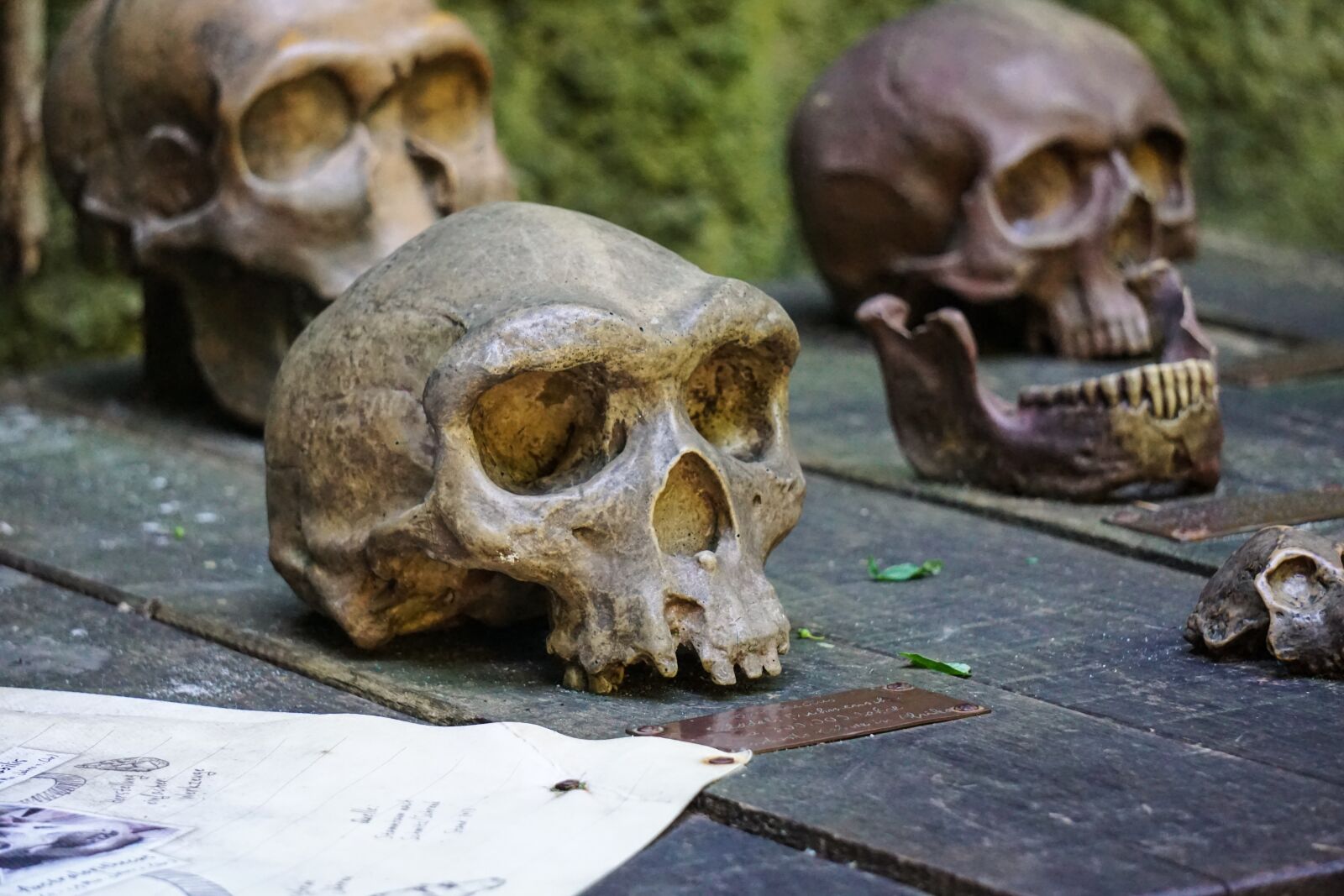 Sony E 55-210mm F4.5-6.3 OSS sample photo. Ape, skull, skeleton photography