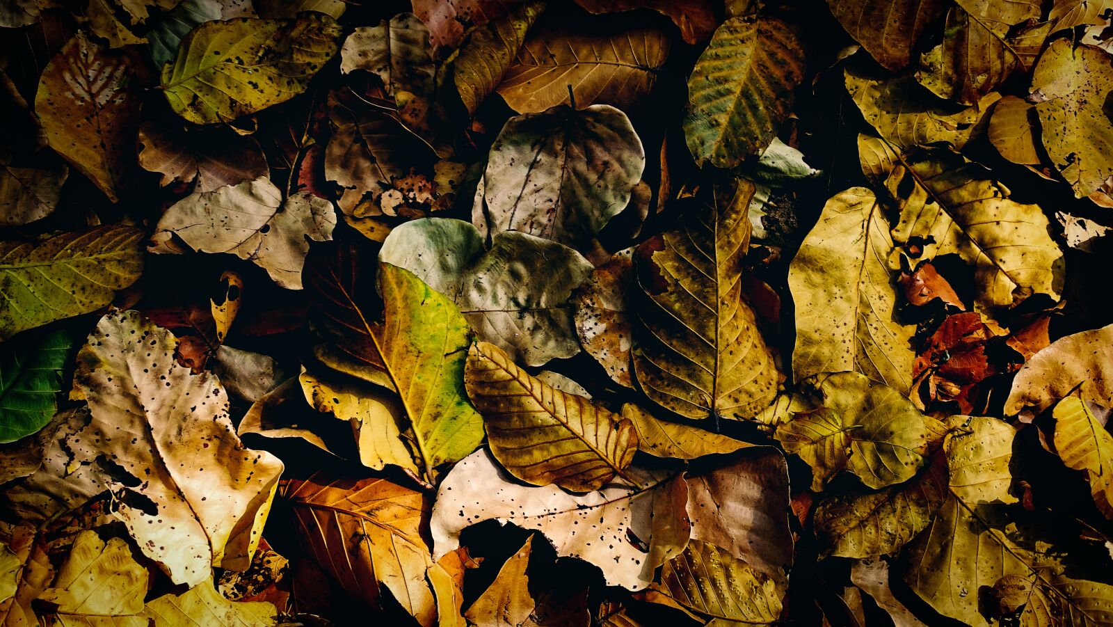 Sony Cyber-shot DSC-HX400V sample photo. Dry leaves, fallen, dry photography