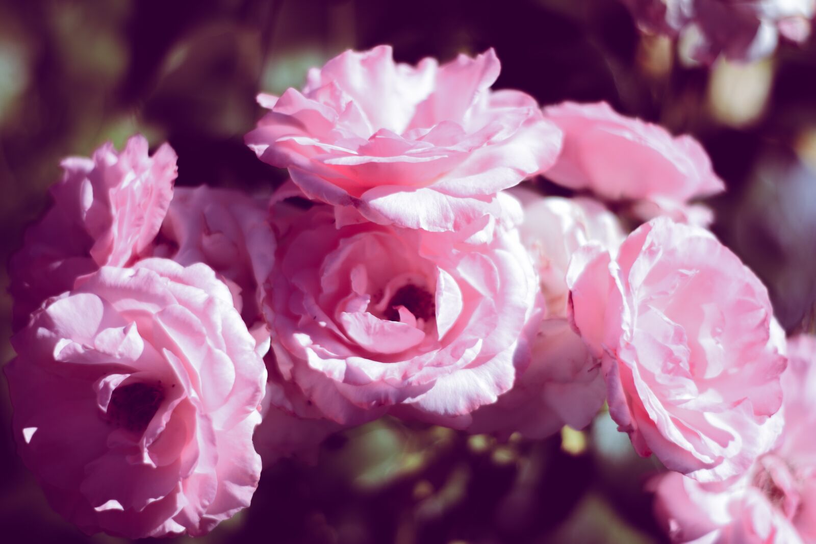 Nikon D5600 sample photo. Rose, pink, close up photography