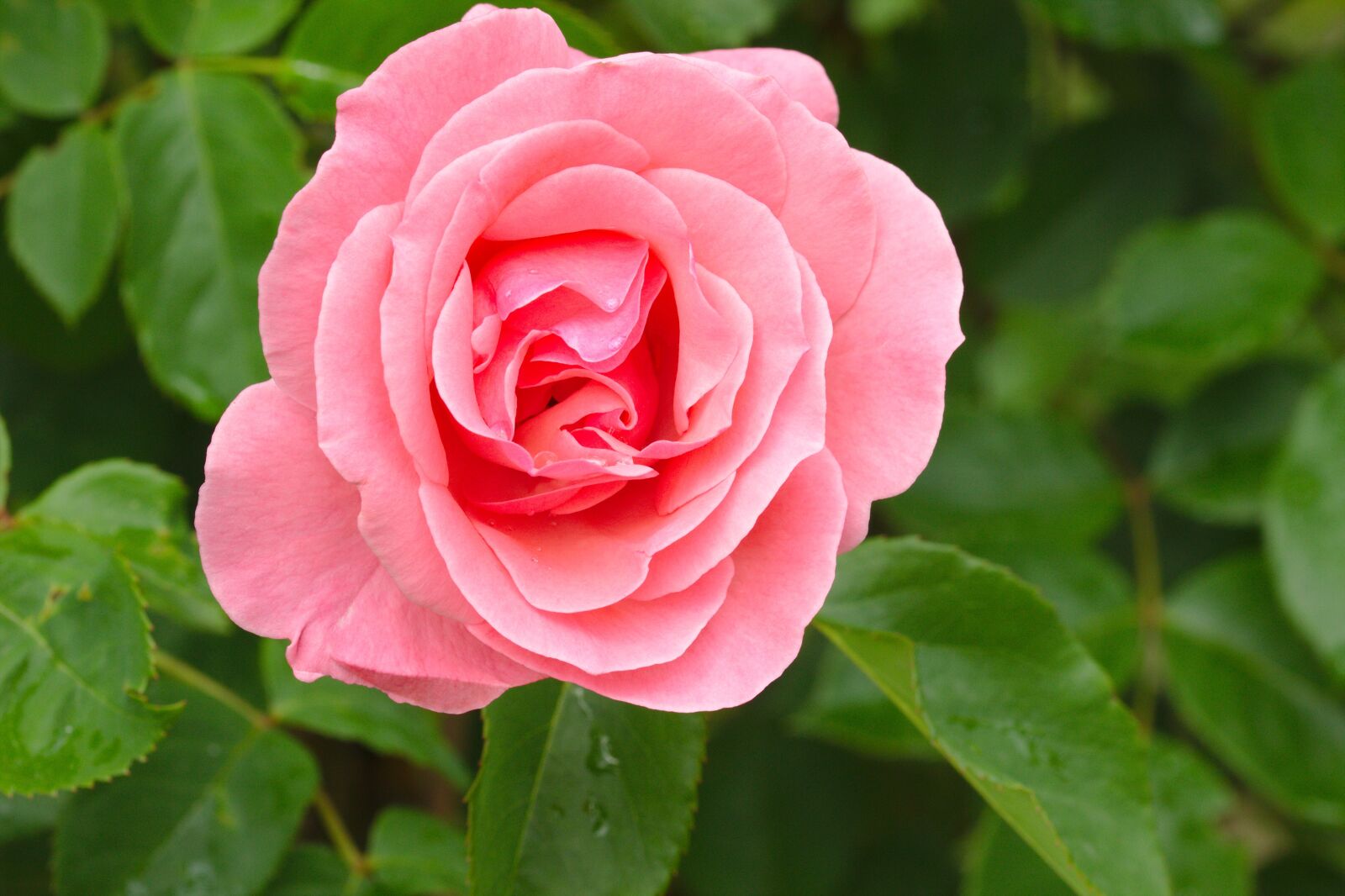 Canon EOS 600D (Rebel EOS T3i / EOS Kiss X5) sample photo. Rose, pink, flower photography