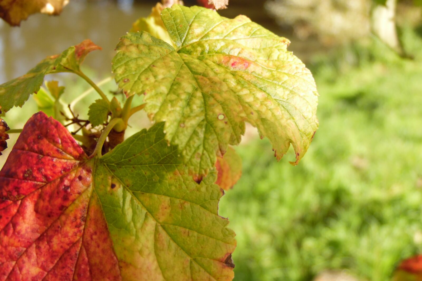 Samsung WB1100F/WB1101F/WB1102F sample photo. Leaf, fall, cassis photography