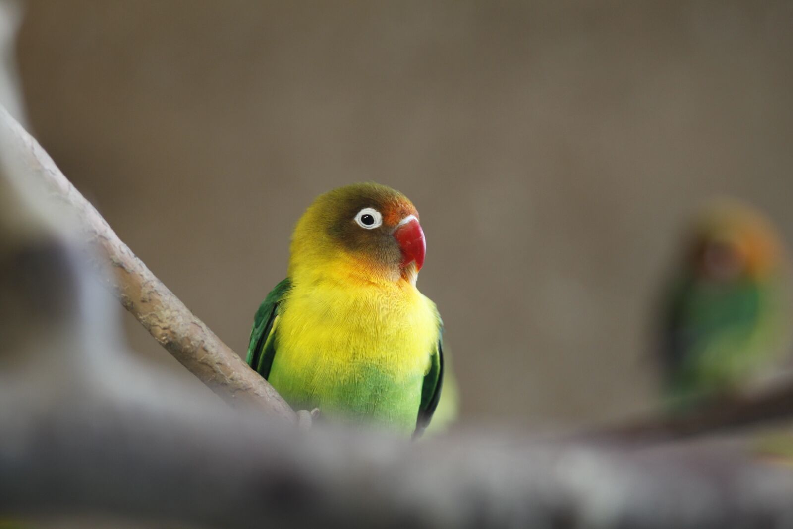 Canon EOS 50D sample photo. Bird, animal world, nature photography
