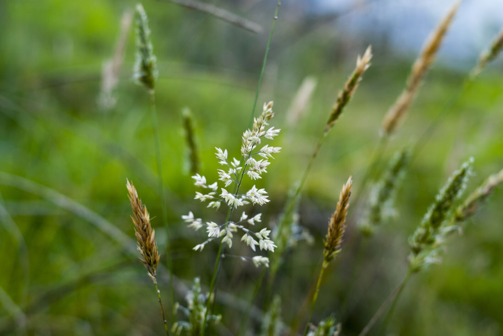 Nikon D60 sample photo. Nature, lawn, outdoors photography