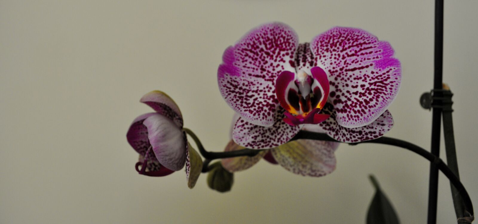 Nikon D5000 sample photo. Flower, nature, plant photography