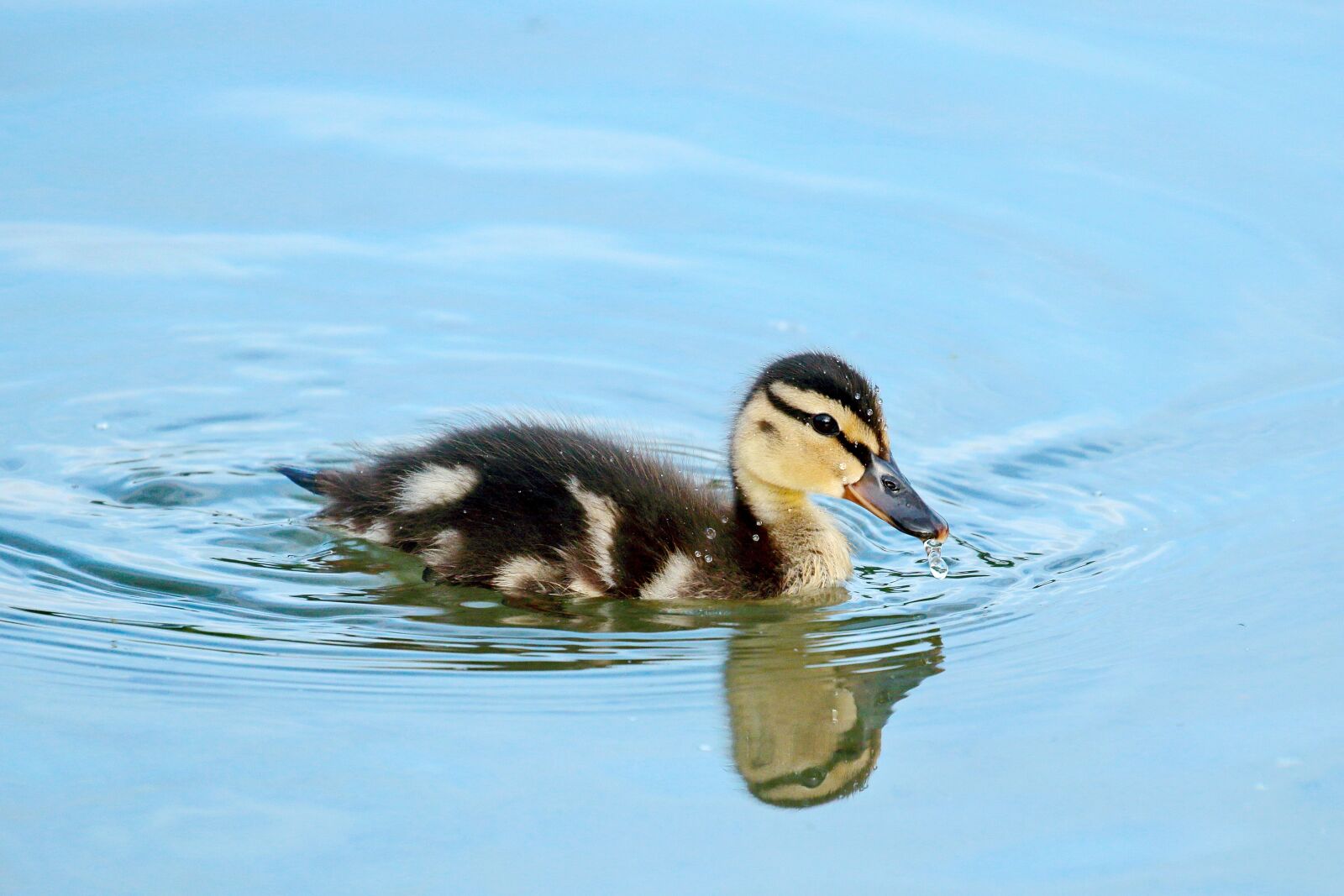 Canon EOS 7D Mark II sample photo. Mallard, ducklings, water photography