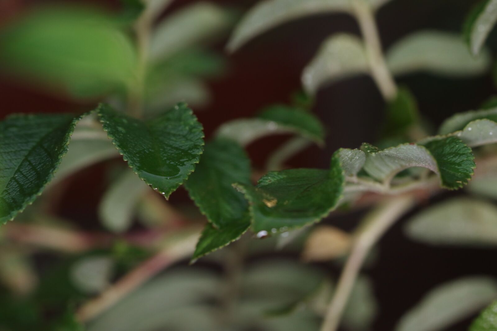 Canon EOS 7D Mark II sample photo. Leaves, nature, green photography