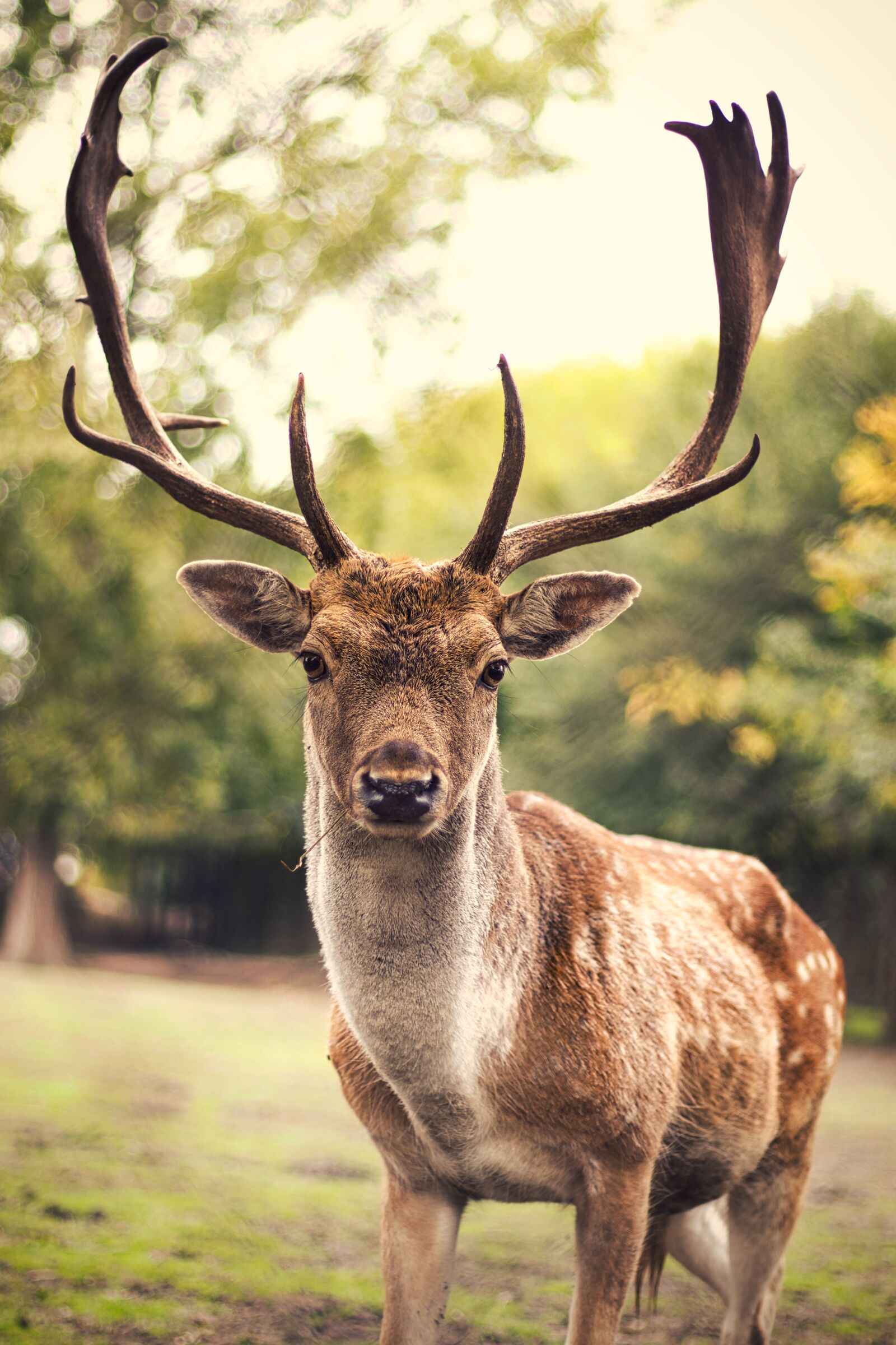 Canon EOS M50 (EOS Kiss M) + Canon EF 50mm F1.8 STM sample photo. Roe, deer, antlers photography