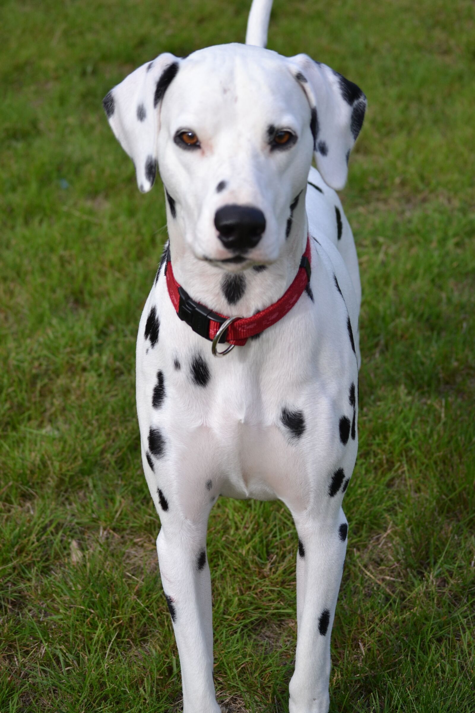 Nikon D3100 sample photo. Dog, animals, portrait animals photography