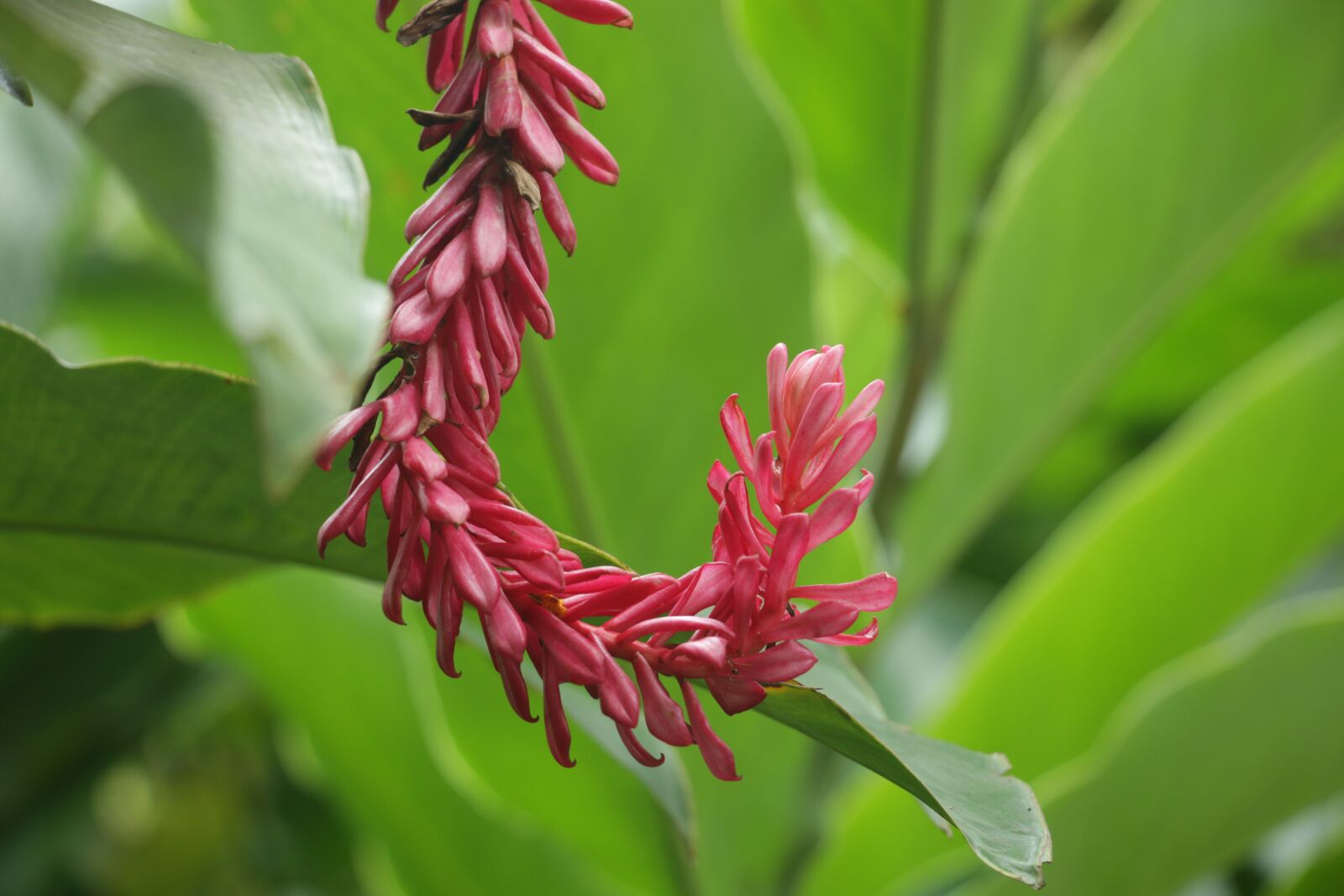 Canon EOS 70D sample photo. Flower, nature, bloom photography