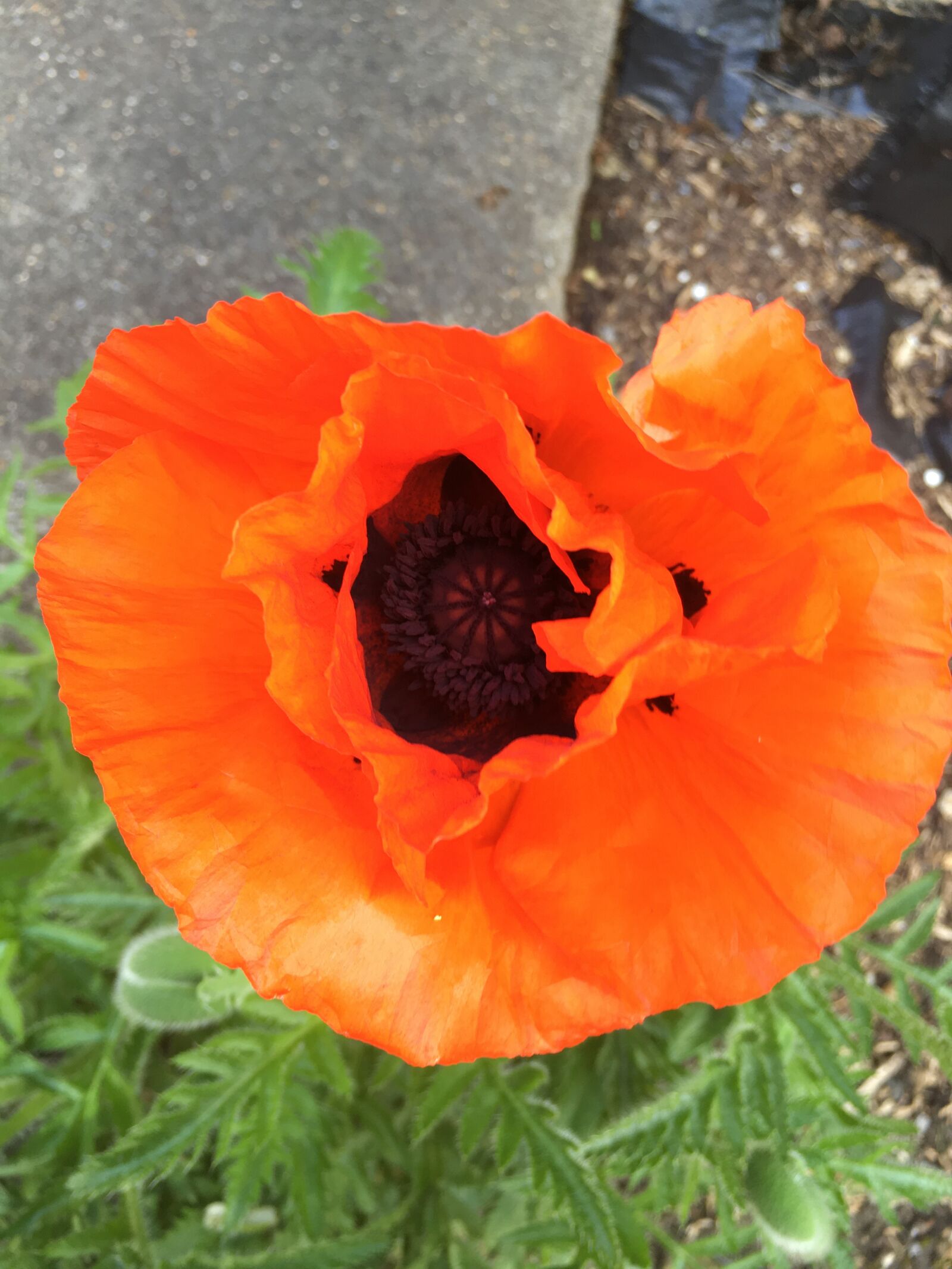 Apple iPhone 6s Plus sample photo. Poppy, flower, red photography
