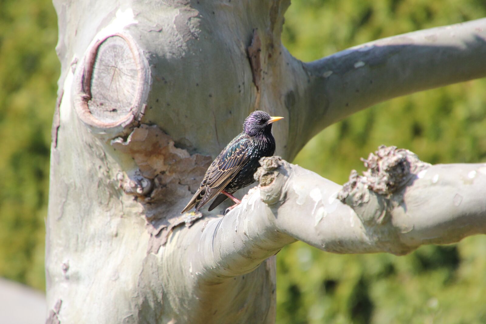 Canon EOS 60D sample photo. Nature, birds, garden photography