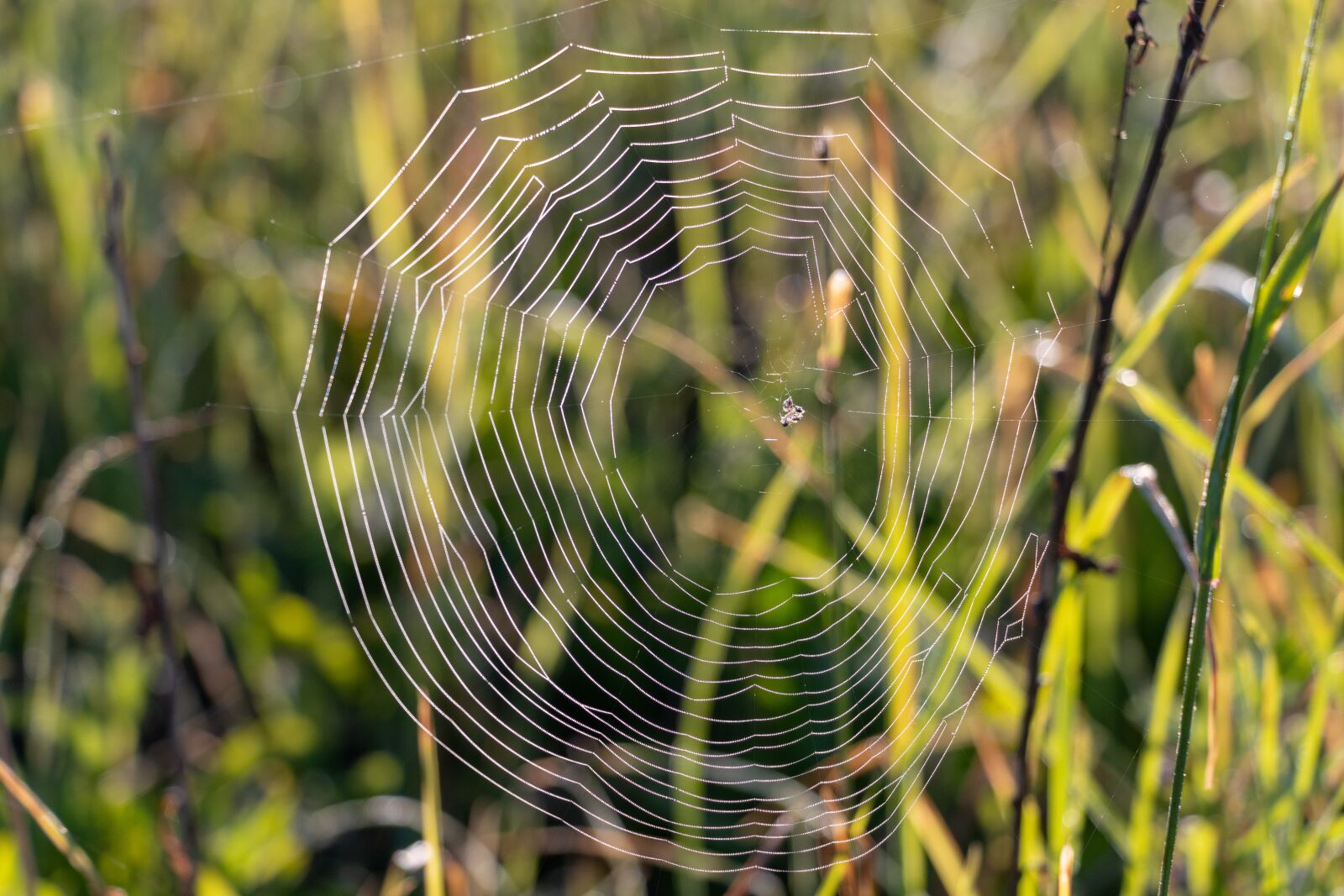 Canon EF-S 18-135mm F3.5-5.6 IS USM sample photo. Spider web, rosa, nature photography