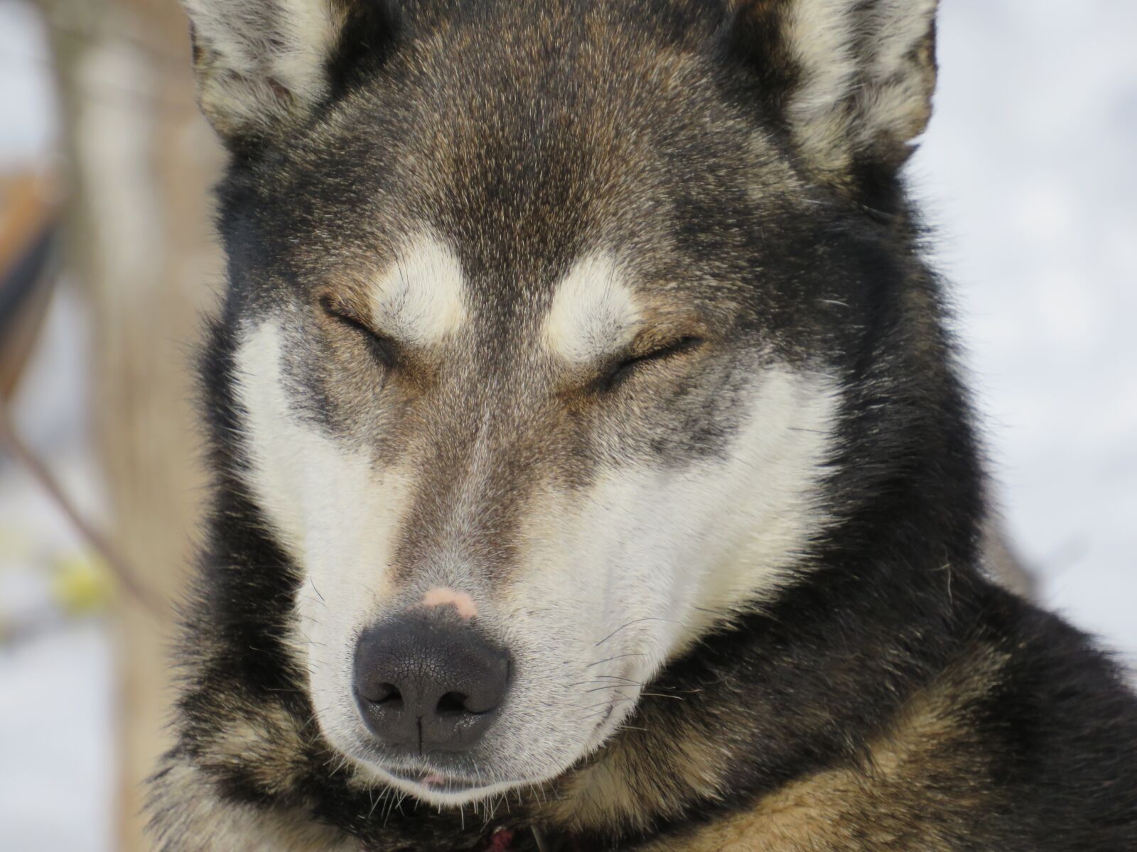 Canon PowerShot SX540 HS sample photo. Dog, winter, dogsled photography