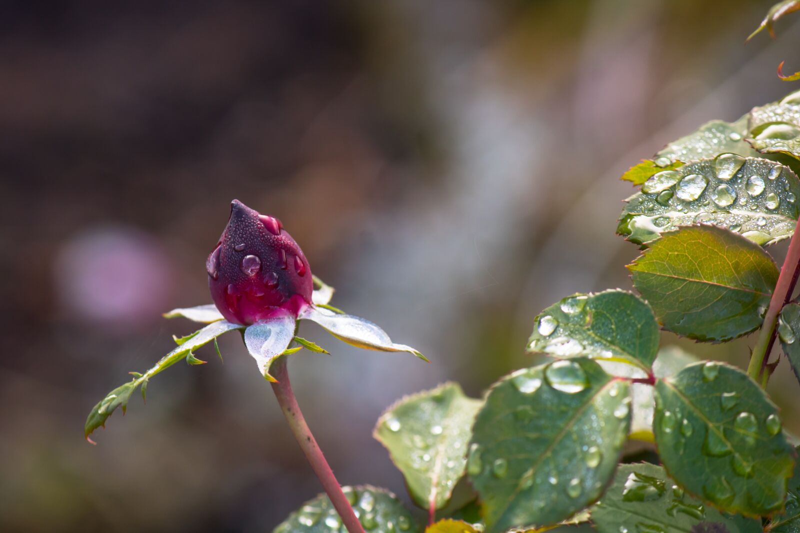 Canon EOS 750D (EOS Rebel T6i / EOS Kiss X8i) + Canon EF-S 55-250mm F4-5.6 IS sample photo. Rose, red, drip photography