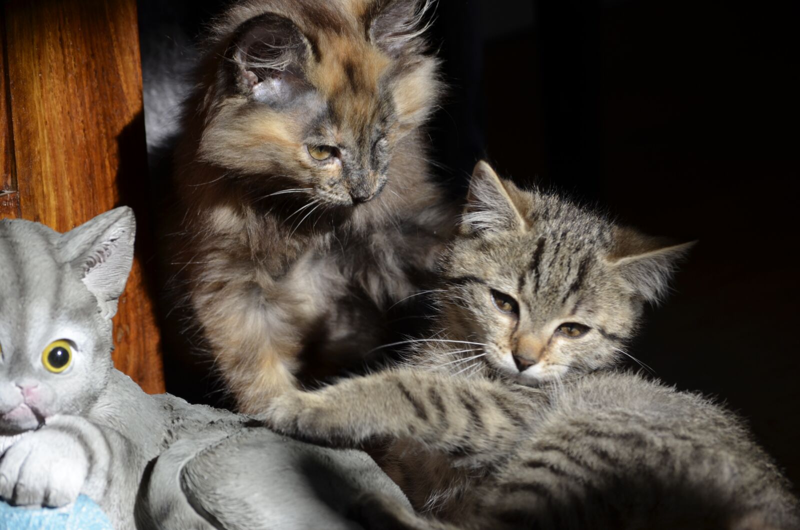 Nikon D5100 sample photo. Cat, small cats, three photography