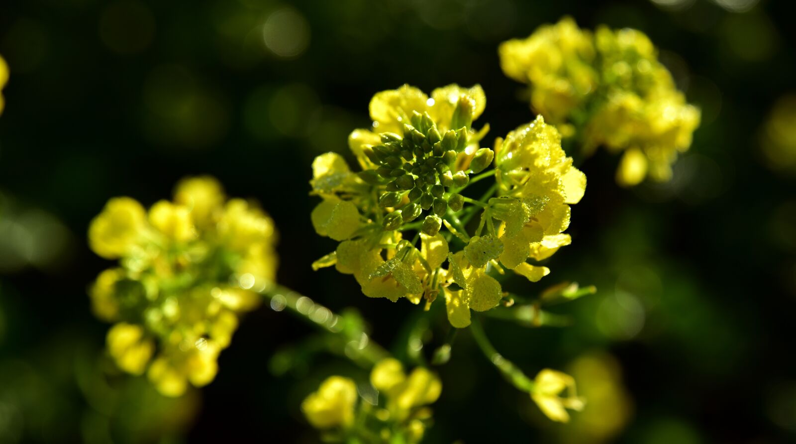 Nikon D750 sample photo. Oilseed rape, close up photography