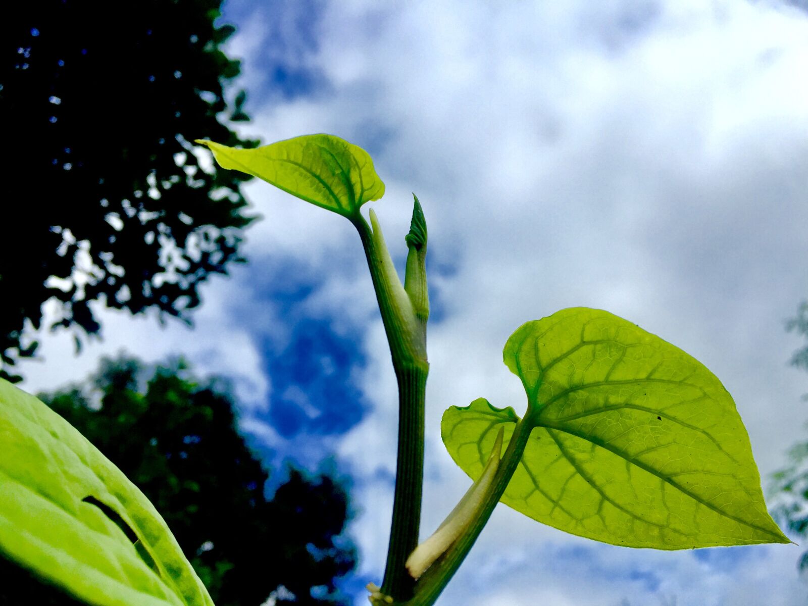 iPhone 6 back camera 4.15mm f/2.2 sample photo. Leaf, sky, b photography