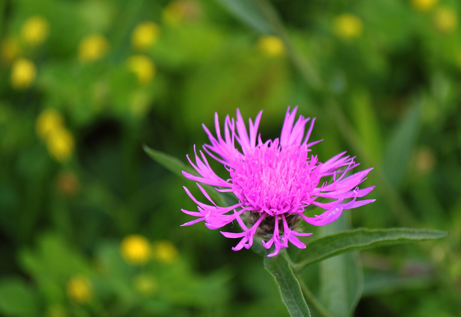 Canon EOS 500D (EOS Rebel T1i / EOS Kiss X3) sample photo. Wildflower, pink, nature photography