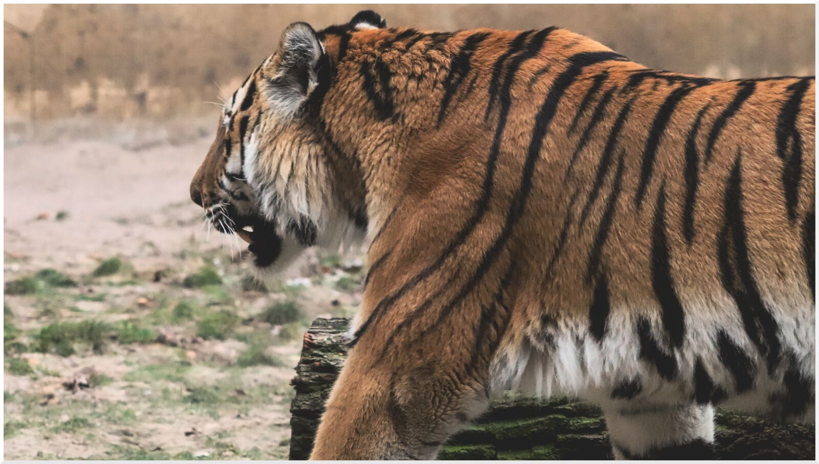 Canon EF75-300mm f/4-5.6 sample photo. Tiger, big cat, predator photography