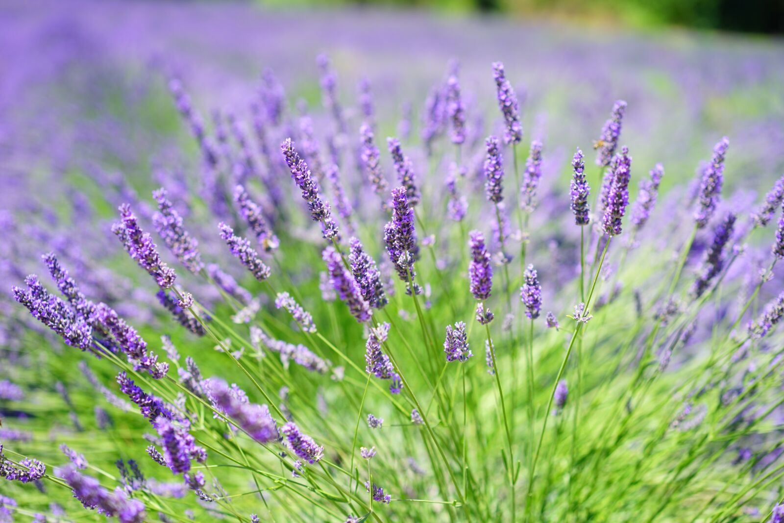 Sony a7 + Sony Sonnar T* FE 55mm F1.8 ZA sample photo. Lavender cultivation, lavender field photography