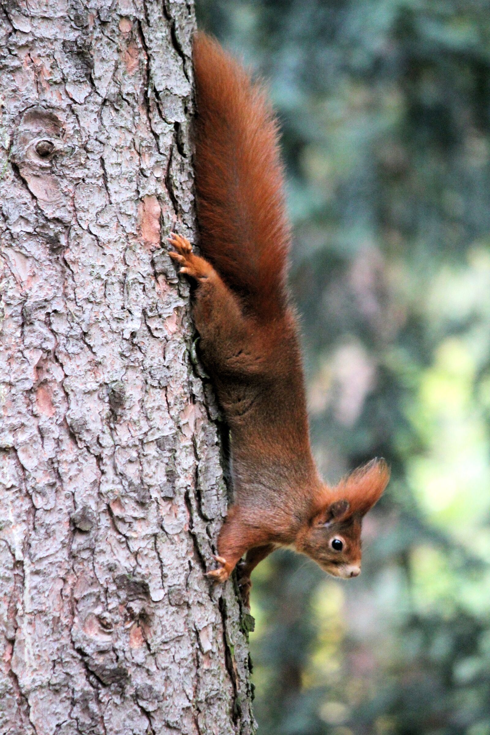 Canon EOS 550D (EOS Rebel T2i / EOS Kiss X4) sample photo. The squirrel, animal, tree photography