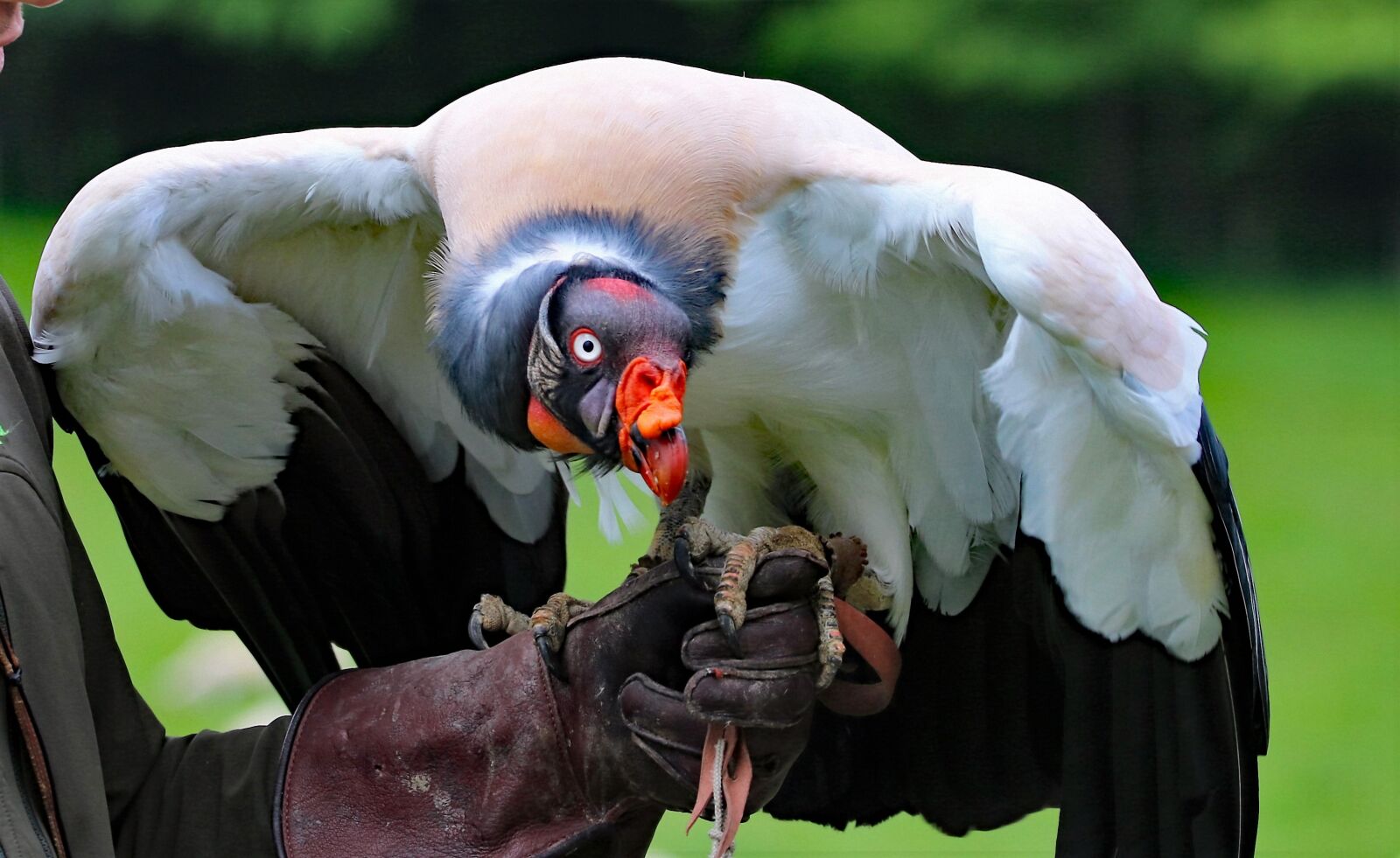 Canon EOS 760D (EOS Rebel T6s / EOS 8000D) + 150-600mm F5-6.3 DG OS HSM | Contemporary 015 sample photo. King vulture, vulture, king photography