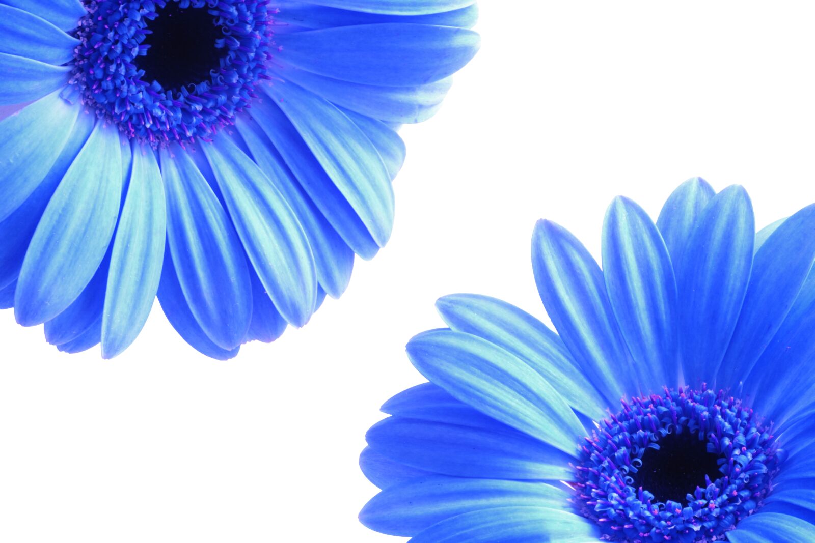 Canon EOS 550D (EOS Rebel T2i / EOS Kiss X4) sample photo. Blooming, blooms, blue, botany photography