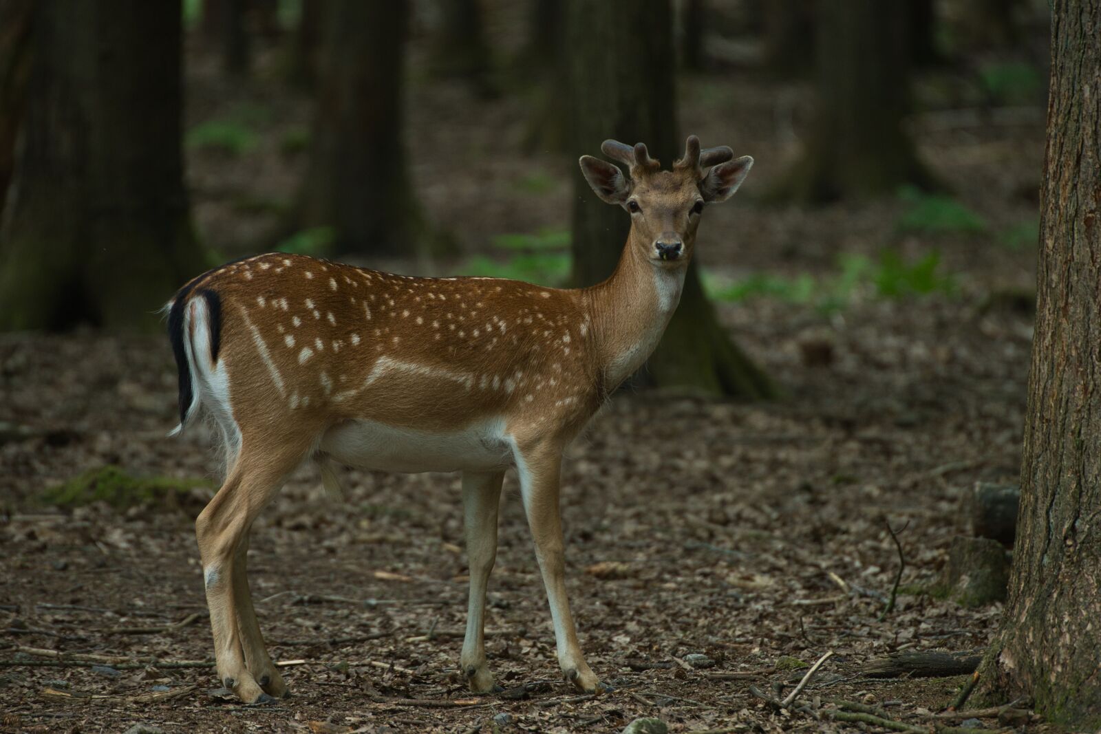 Minolta AF 300mm F2.8 HS-APO G sample photo. Roe deer, fawn, forest photography