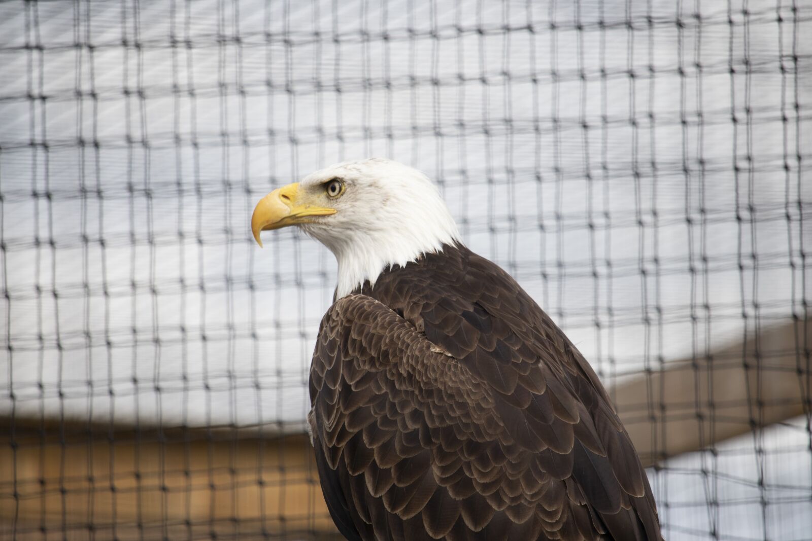 Canon EOS 77D (EOS 9000D / EOS 770D) sample photo. Raptor, bird of prey photography