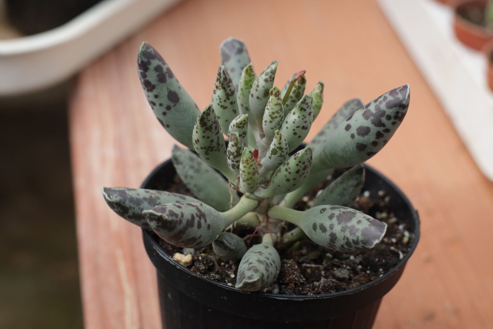 Canon EOS M50 (EOS Kiss M) sample photo. Succulent, succulent plant, gross photography