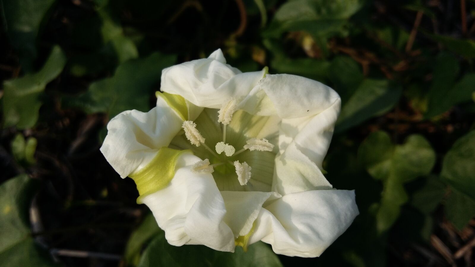 Samsung Galaxy A5 sample photo. White flower, wild, plant photography