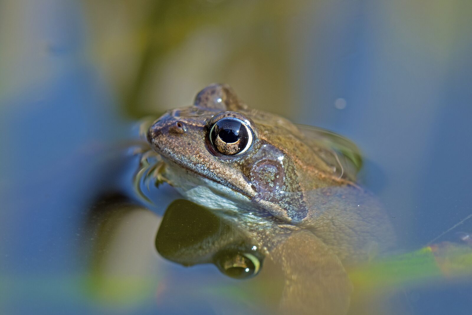 Nikon D500 sample photo. Common frog, amphibians, rana photography