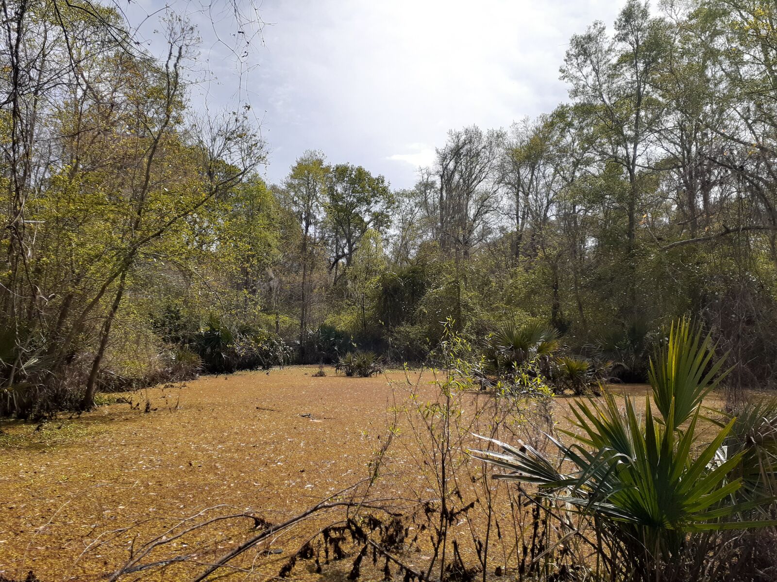 Samsung Galaxy A20 sample photo. Outdoors, swamp, louisiana photography