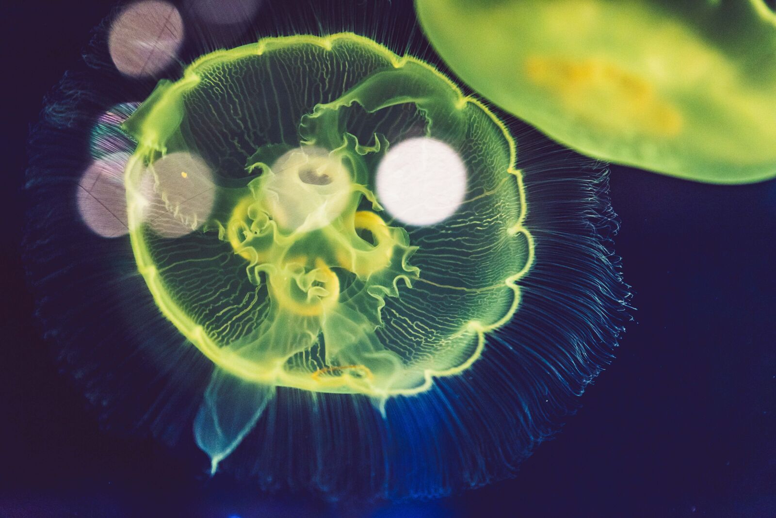 Nikon D750 sample photo. Jellyfish, close up, underwater photography