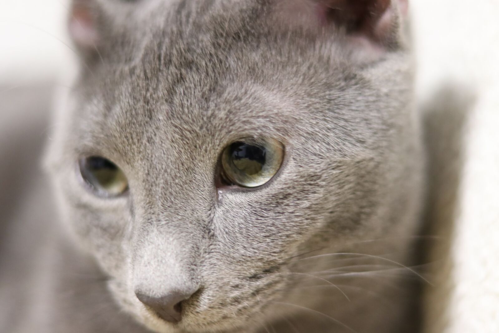 Canon EOS 80D sample photo. Cat, russian blue, kitty photography