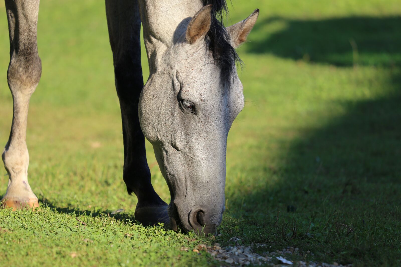 Canon EF 70-300 F4-5.6 IS II USM sample photo. Arabian horse, meadow, pasture photography