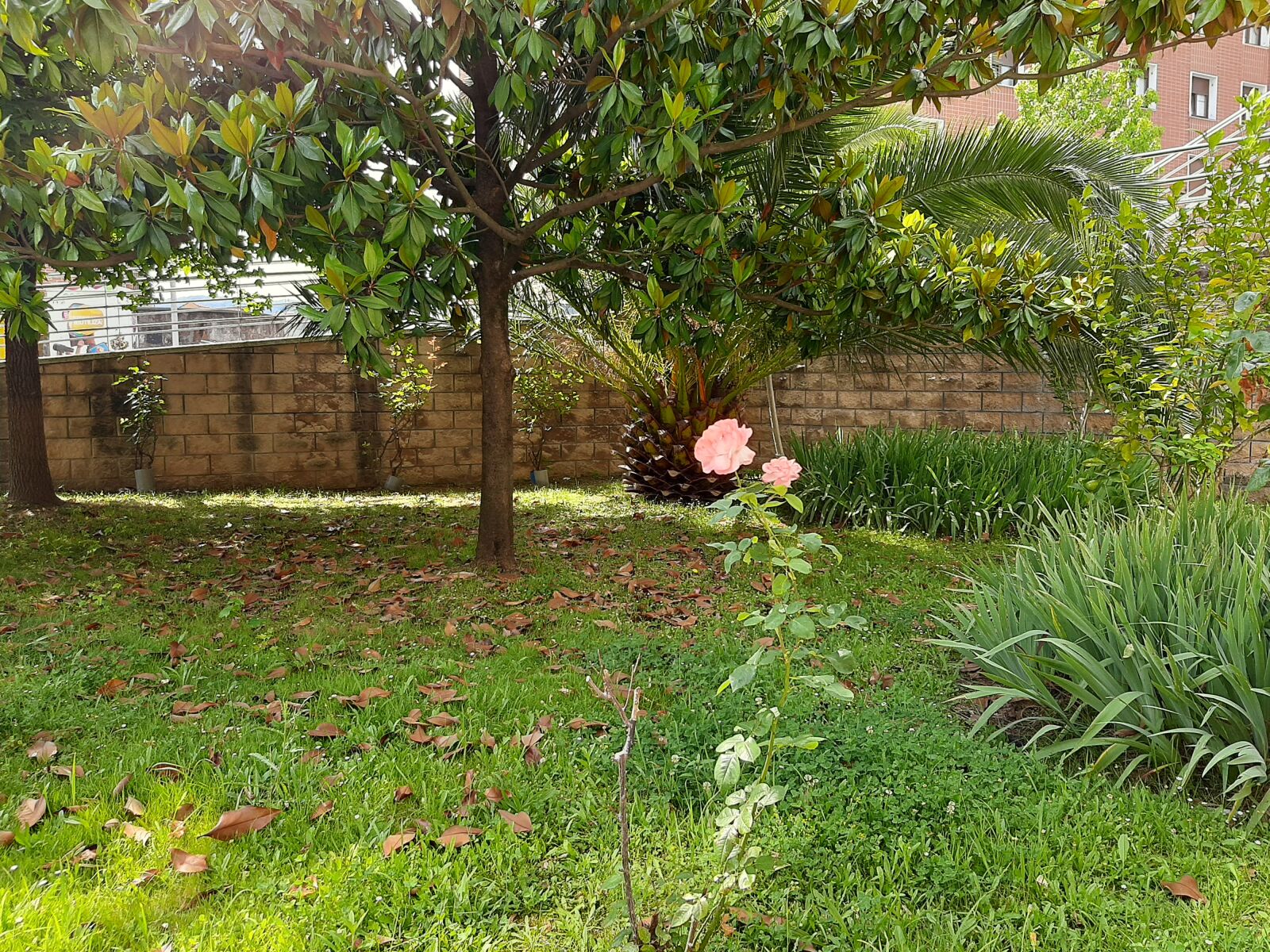 Samsung SM-A307FN sample photo. Garden, flowers, relaxation photography