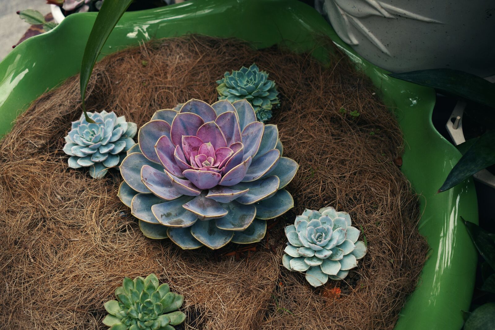 Nikon D5300 sample photo. Plant, succulents, green photography