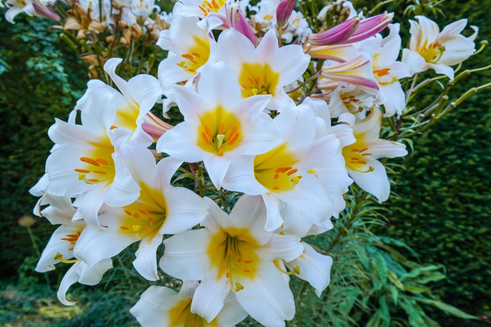 Samsung NX300 sample photo. Lilies, flower, blossom photography