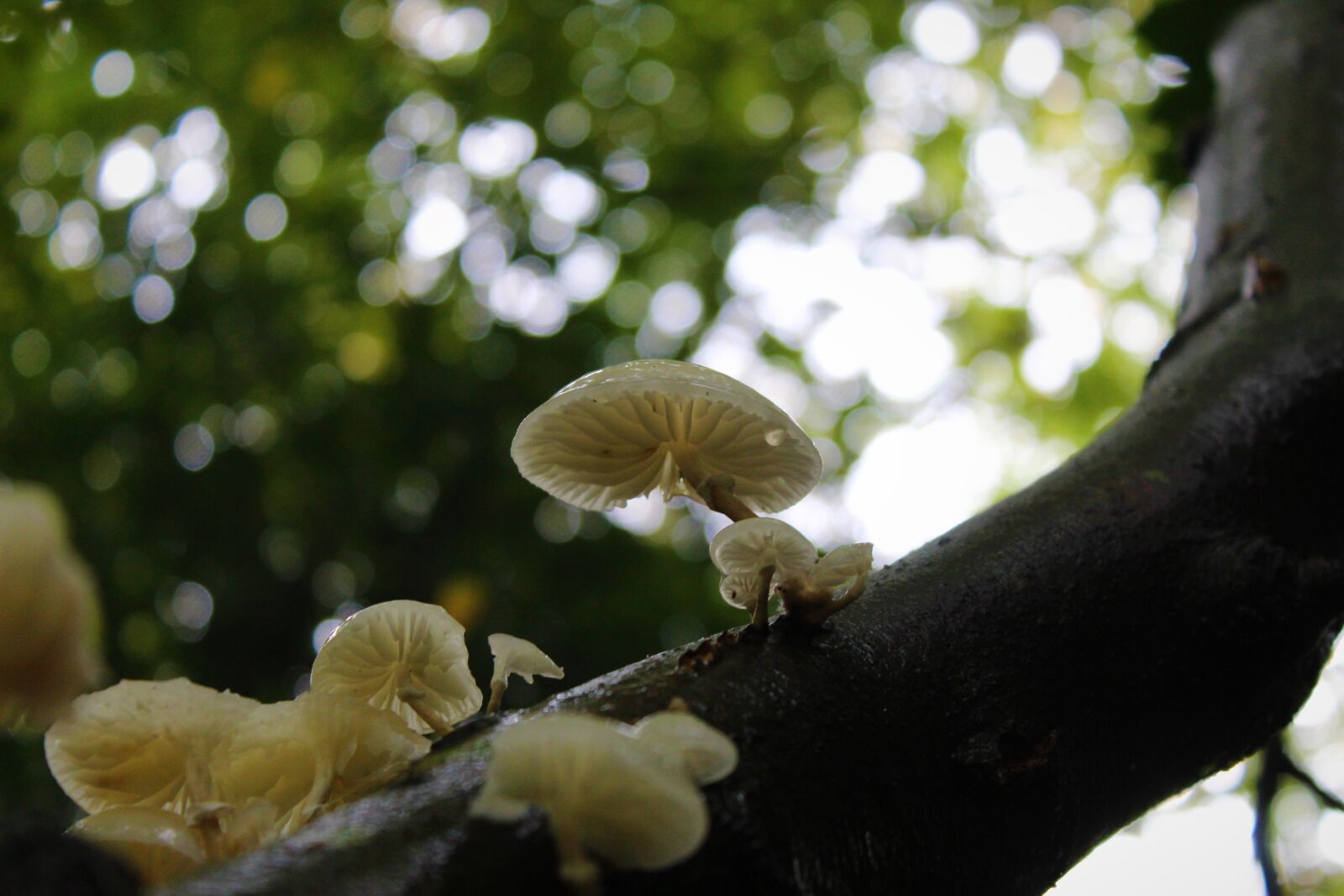 Canon EOS 4000D (EOS Rebel T100 / EOS 3000D) sample photo. Mushroom, forest, autumn photography
