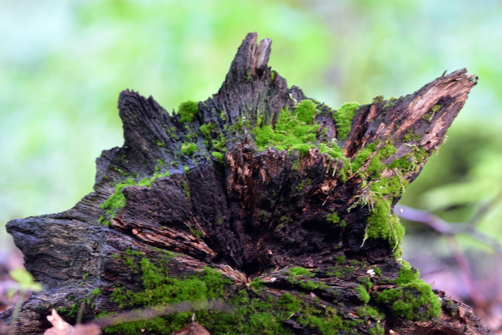Nikon D3400 sample photo. Karpin, root, nature photography