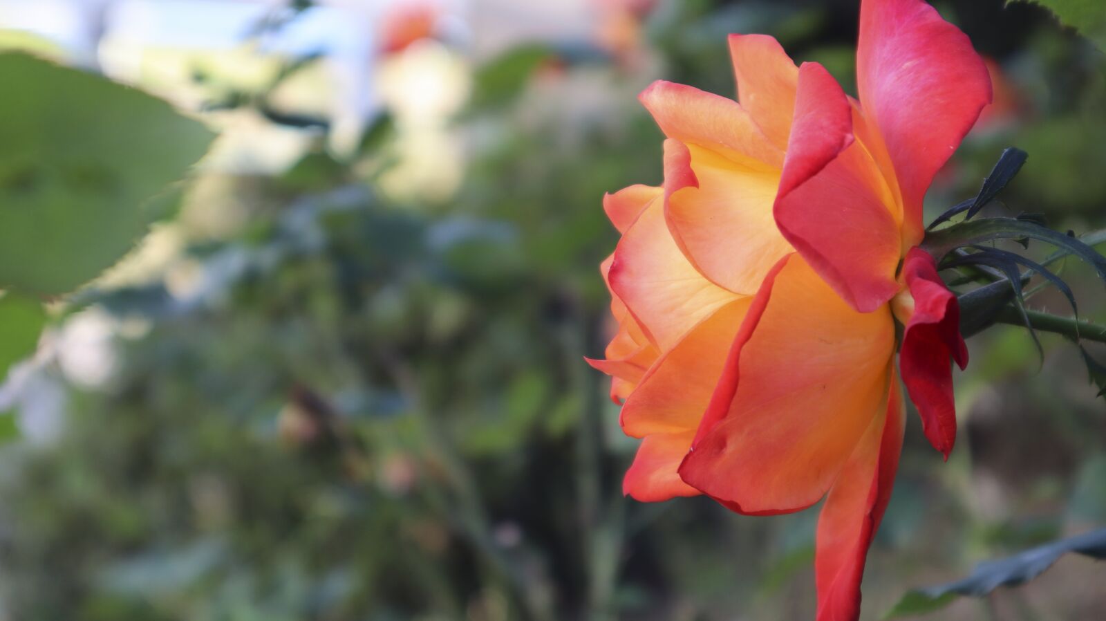 Canon EF-M 15-45mm F3.5-6.3 IS STM sample photo. Rose, garden, flower photography