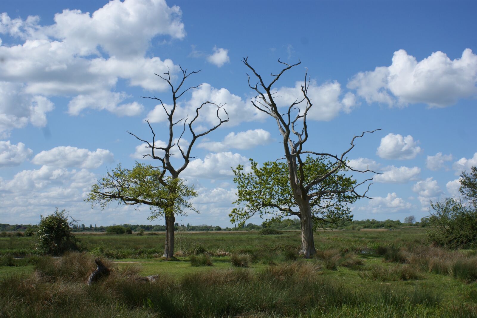 Sony Alpha DSLR-A390 sample photo. Trees, marshes, blue sky photography