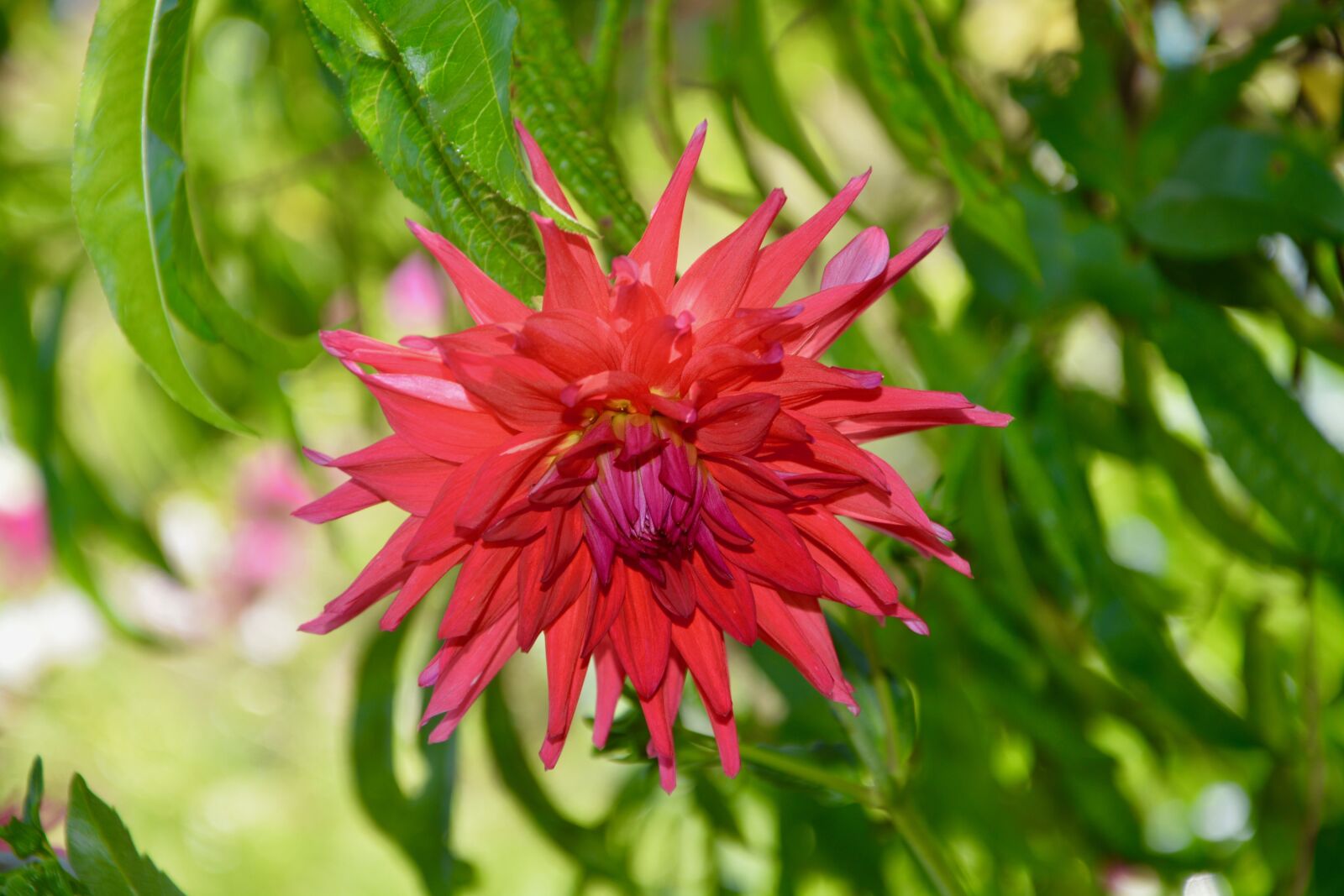 Nikon D5200 sample photo. Flowers, plants, flowering plant photography