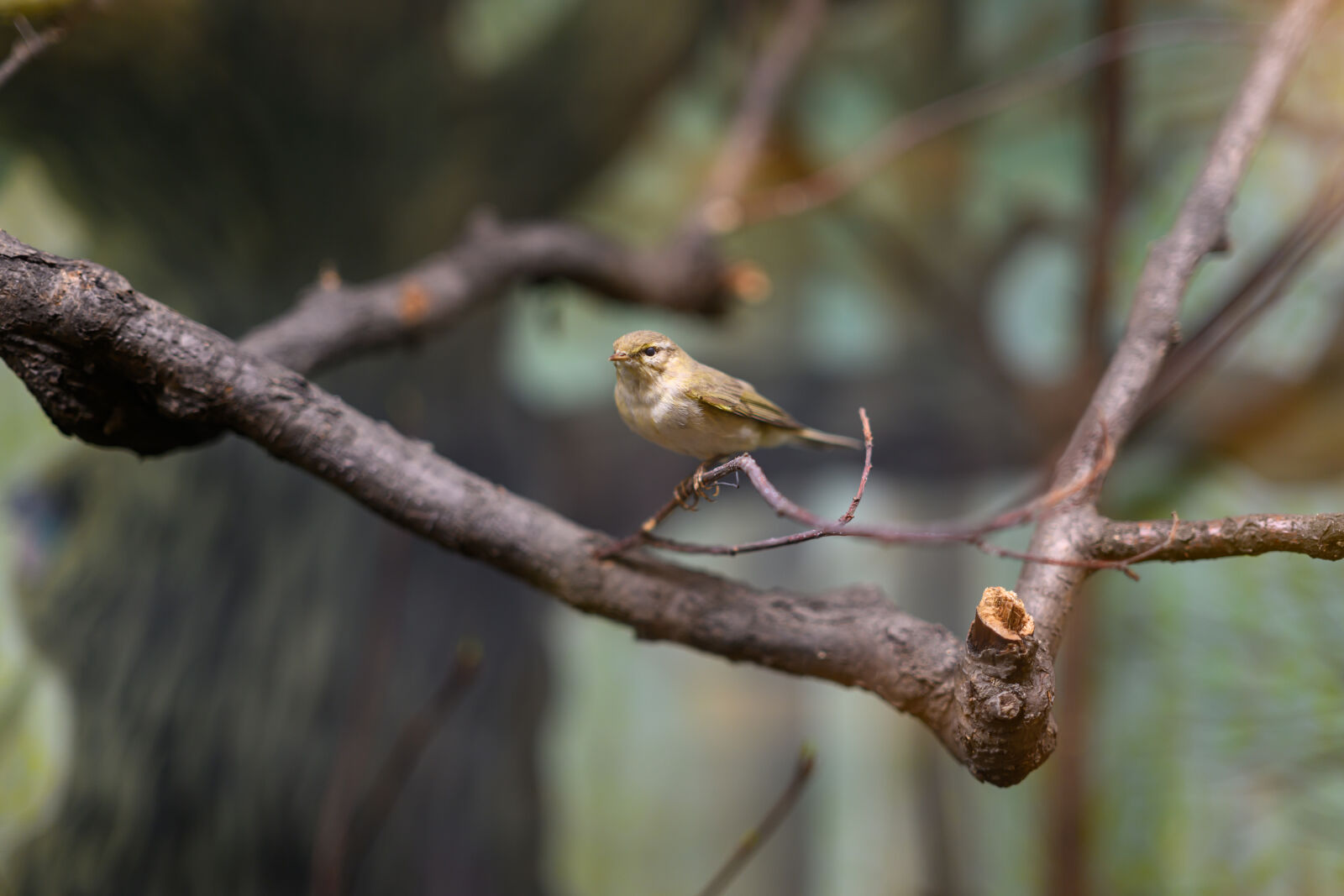 Nikon Z8 sample photo. Bird tree photography