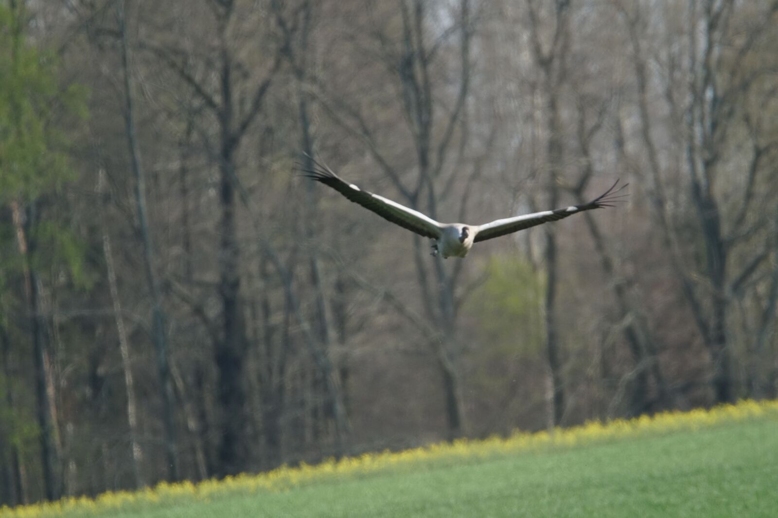 Sony a6500 sample photo. Crane, wildlife, flight photography