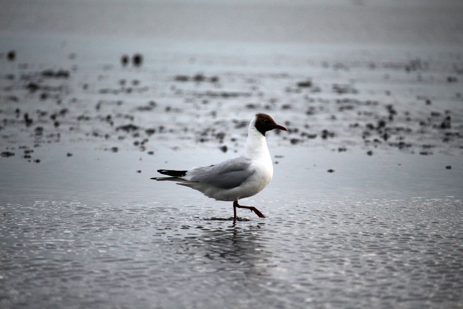 Canon EF-S 55-250mm F4-5.6 IS STM sample photo. Seagull, watts, north sea photography