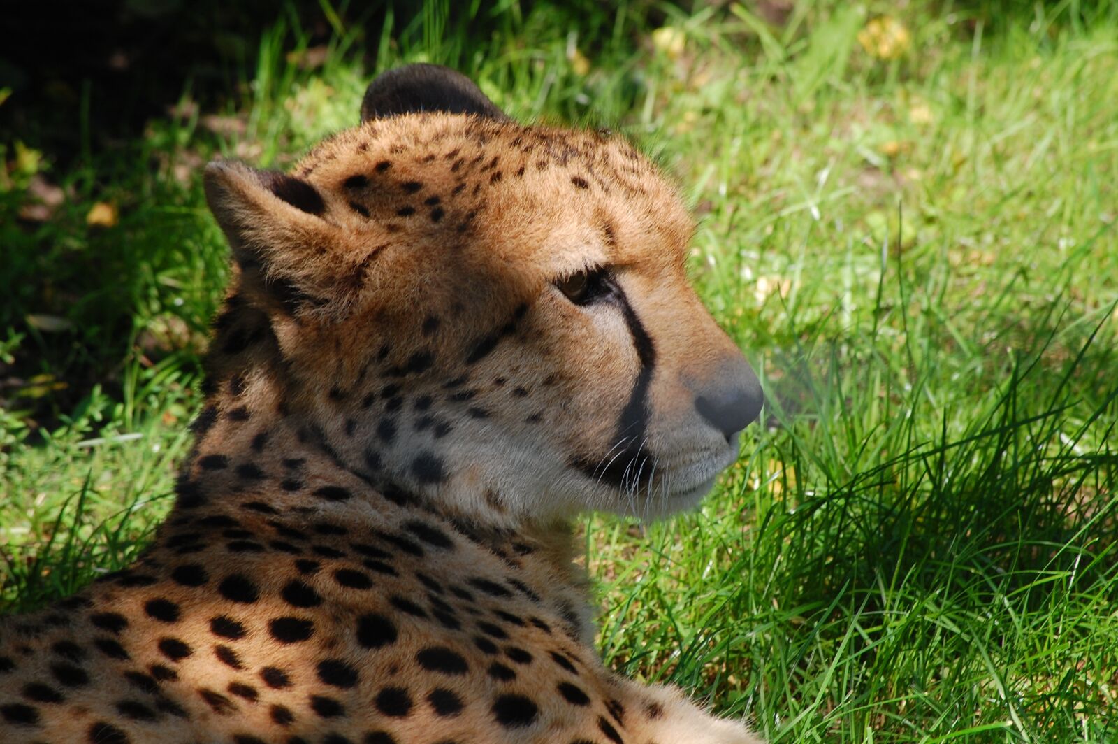 Nikon D40 sample photo. Predator, cheetah, big cat photography