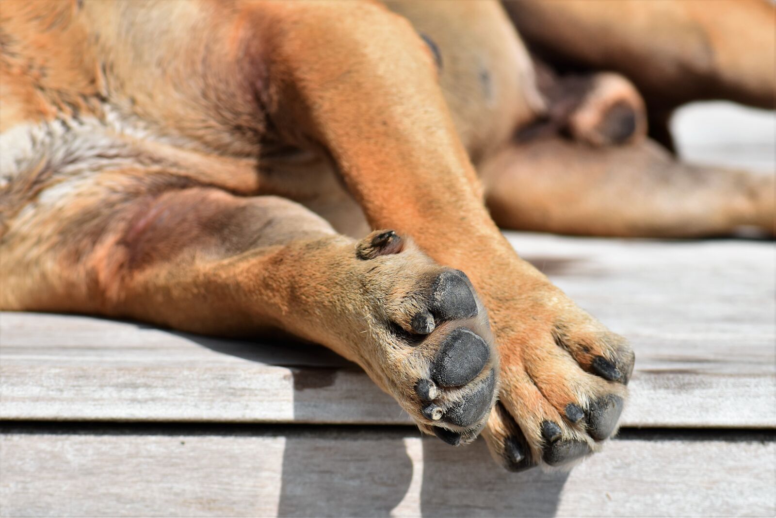 Nikon D5500 sample photo. Dog, animal, continental bulldog photography